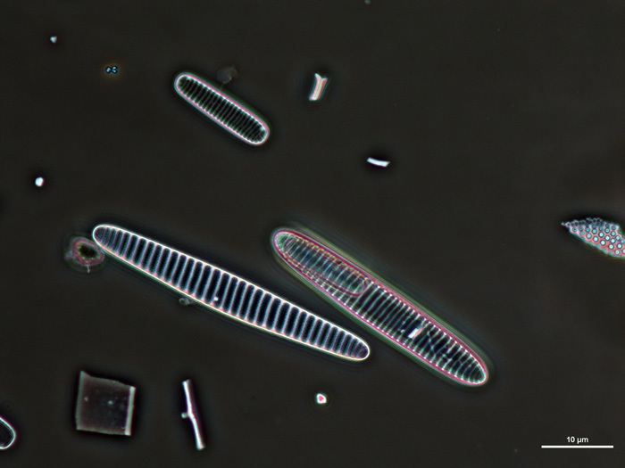 Fig. 2: Cryophilic Fragilariopsis such as F. obliquecotate are used in the diatom transfer functions used to reconstruct sea ice. Credit: Xavier Crosta