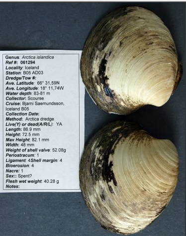 An old (>500 year) specimen of Arctica islandica fom the Iceland shelf. Credit: Bangor University.